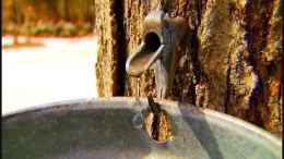 This Weekend: Hebron Maple Festival