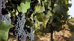 Follow the Wine Trail