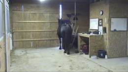 "Houdini Horse" Gets Attention for Escape Antics