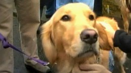 Dogs Bring Comfort to Newtown