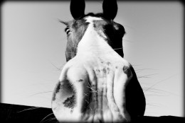 There Were Odd Events Before Alleged Horse Sex Abuse: Report