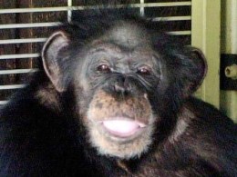 Call Goes Out to Ban Exotic Pets