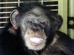 Biologist Warned of Connecticut Chimp Attack