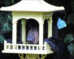 [UGCHAR-CJ]Local Wildlife