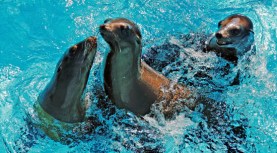 Name That Sea Lion