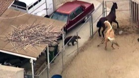Wandering Bear Surprises Horses in Corral