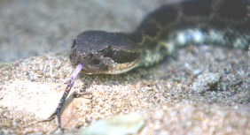 Rattlesnake Victim Recovering From Bite