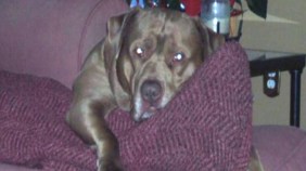 Pet Dog Killed