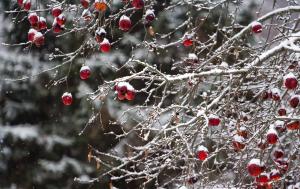 Frozen Fruit