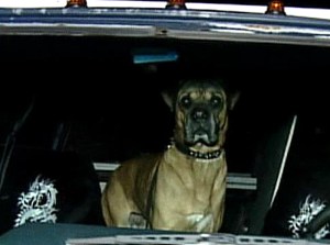 Bentley took a '92 Ford Van for a ride.  He wasnt the best driver but luckily no one was hurt