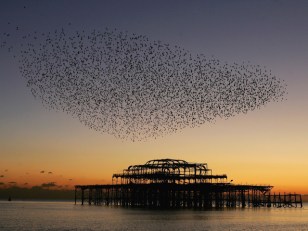 Starlings, Agents of Annoyance