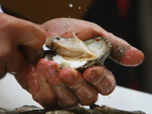 11/4: Film, Concerts, Plays and Oysters?