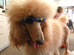 New Posh Place to Shop for Pooches