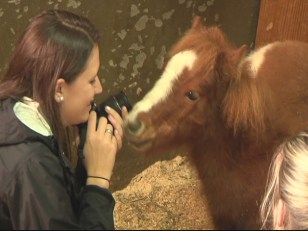 Sick Horses Now Better and Up For Adoption