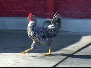 Vicious Birds Could Be Euthanized