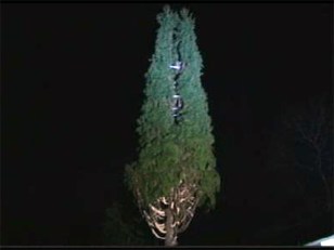 The Most Famous Tree