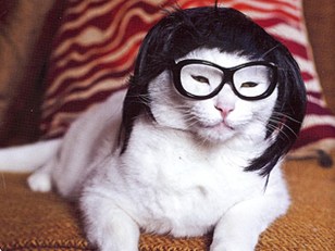 Wigged-Out Kitties