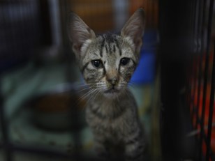 Me-ow! Landlord Kills Tenant's Cat: Cops
