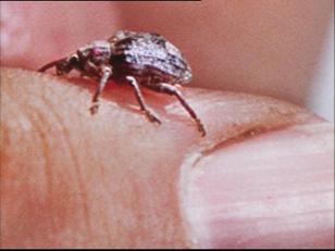 Weevil Army Attacks Weeds