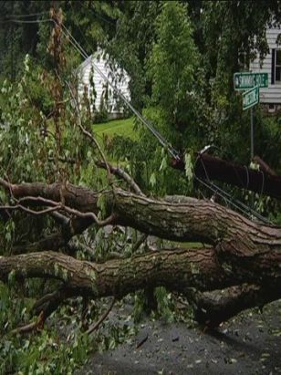 Possible Twister Takes Down Hundreds of Trees
