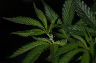 Police: 4 Men Held at Calif. Pot Farm, Forced to Work