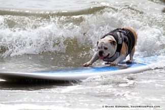 PHOTOS: Dogs Surfing (Yes, Dogs Surf!)