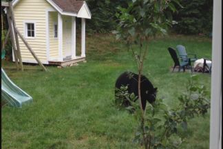 Madison Bears Bear
