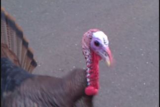 Frankenturkey Goes on Attack