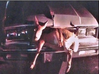 The Deer Hunter