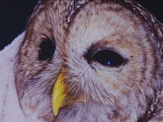 Owl Trapped In Deep River