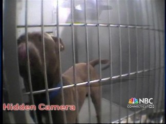 Calling for Change at CT Humane Society