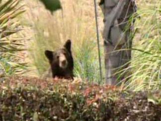 Raw Ground Video of Bear