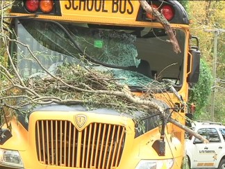 Tree on Bus