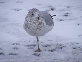 Late January Snow