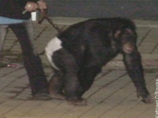 Chimp Attack 911 tapes released