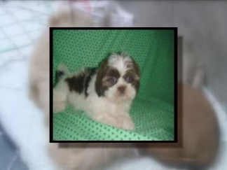Puppy Dognapped
