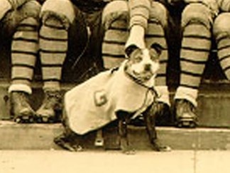 Stubby, the Award-Winning Military Dog