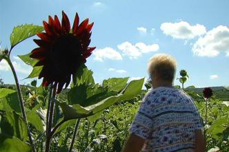 This Weekend: Sunflower Maze