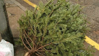 Christmas Trees Brought in to Stem Beach Erosion 