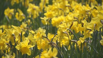 This Weekend : Meriden Daffodil Festival