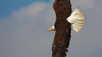 This Weekend: Eagle Cruise
