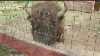 Silverman's Animal Farm