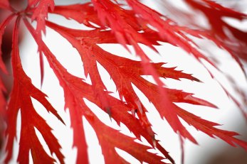 Man Accused of $1,000 Tree-Napping