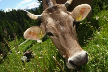 Moooooove Over Stop & Shop: Beef Business Picking Up at Local Farms