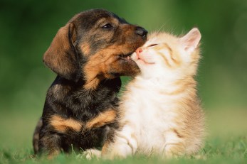 Watch Cute Short Pet Films   
