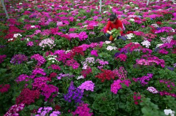 How to Get Perfect Plants by Watering Less