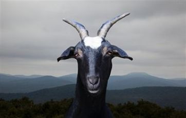 Goat Decision: Baaack To The Board