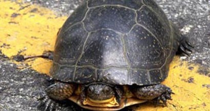 According to the Port Authority, the turtles measured about 8 inches long and weighed 2 to 3 pounds. According to the Port Authority, the turtles measured about 8 inches long and weighed 2 to 3 pounds.