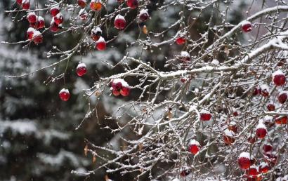 Frozen Fruit Frozen Fruit