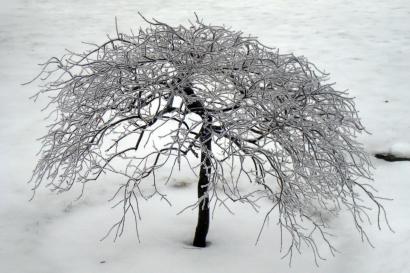 Ice Tree